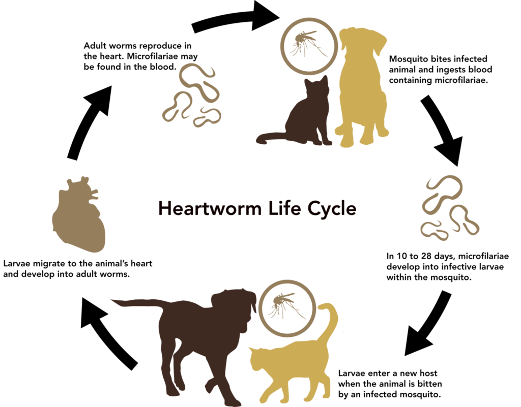 Heartworm_Life_Cycle - Triad Mosquito Defense